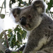 glorious by koalagardens