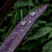 Purple Rain by grammyn