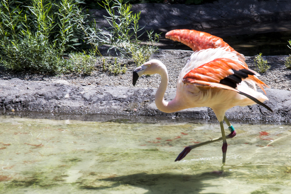 Dancing the Flamingo by hjbenson