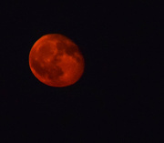 20th Aug 2016 - Red Moon