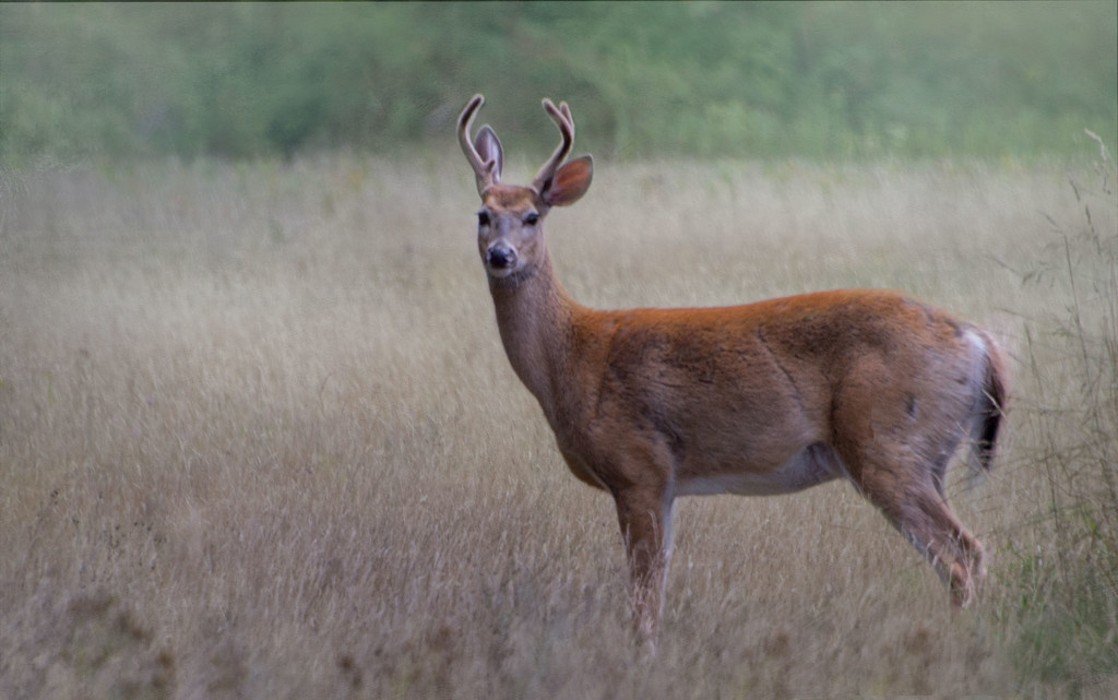 Deer in the Field by taffy