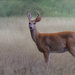 Deer in the Field by taffy