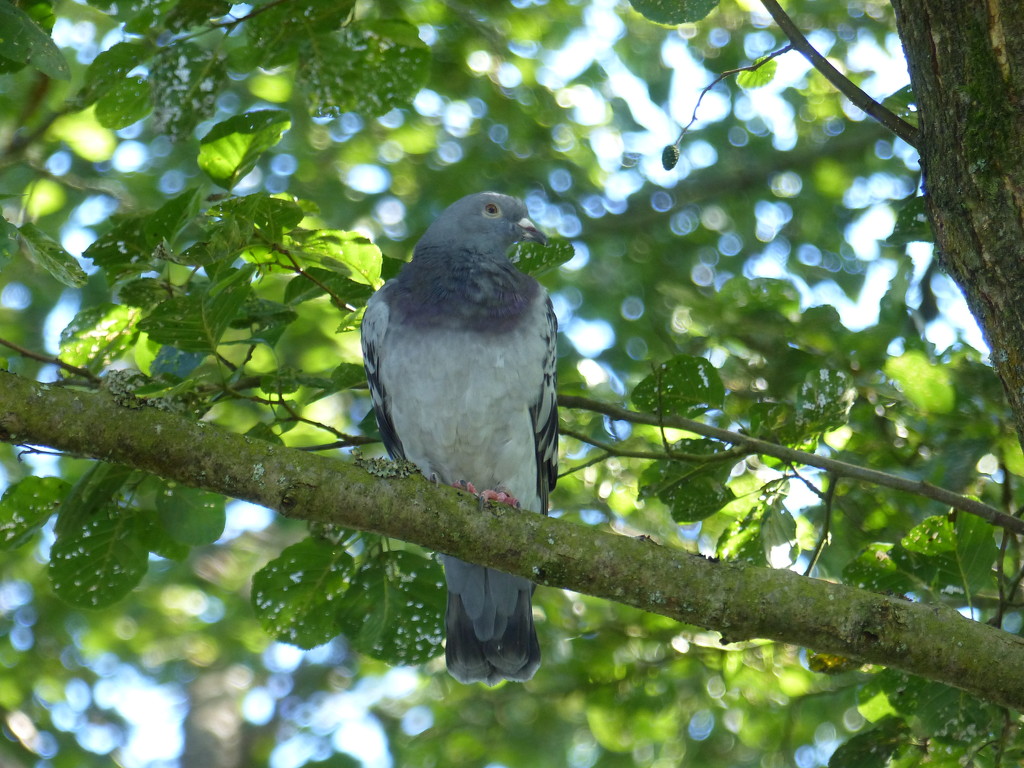 Wood Pigeon  by susiemc