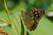 20th Aug 2016 - SPECKLED WOOD
