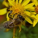RAGWORT AND BEE by markp