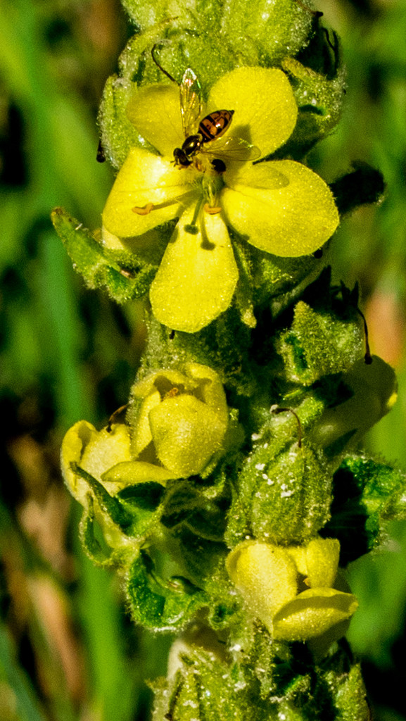 Mullein and Bee by rminer