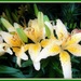 Beautiful Lilies  by beryl