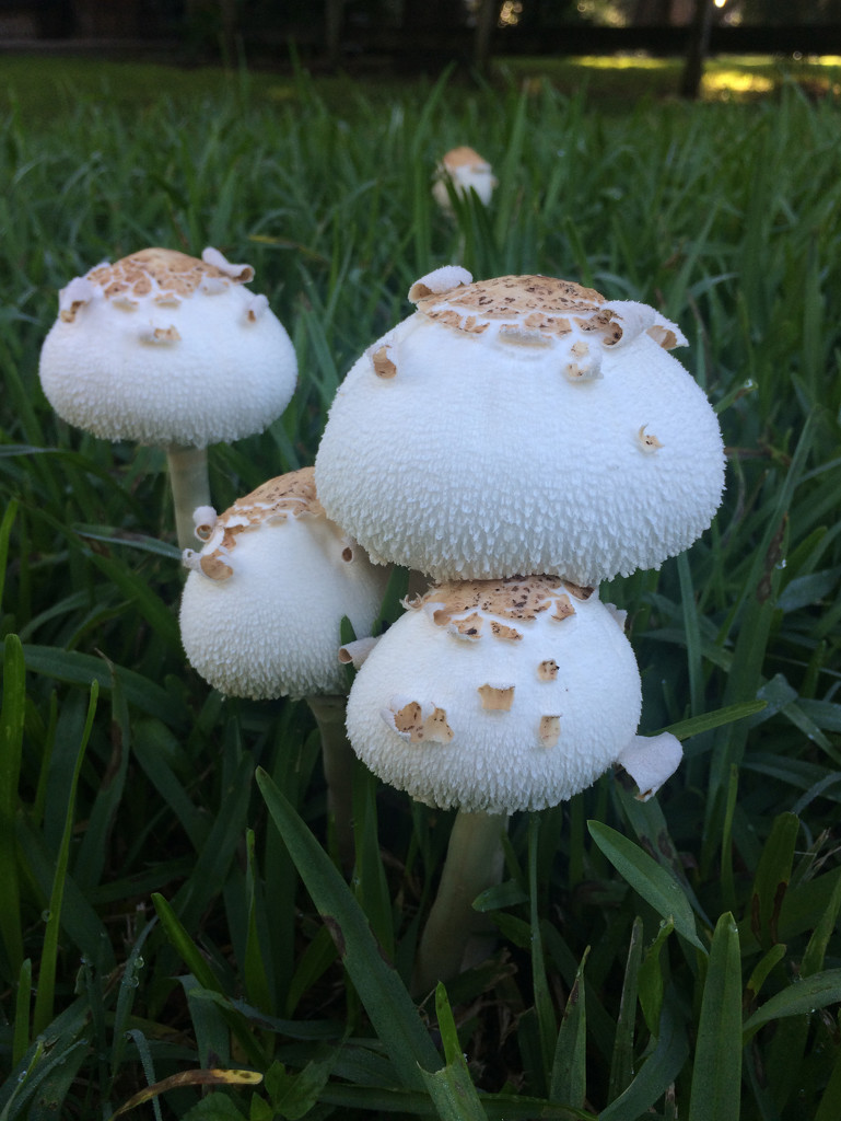 Mushrooms! by ingrid01
