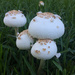 Mushrooms! by ingrid01