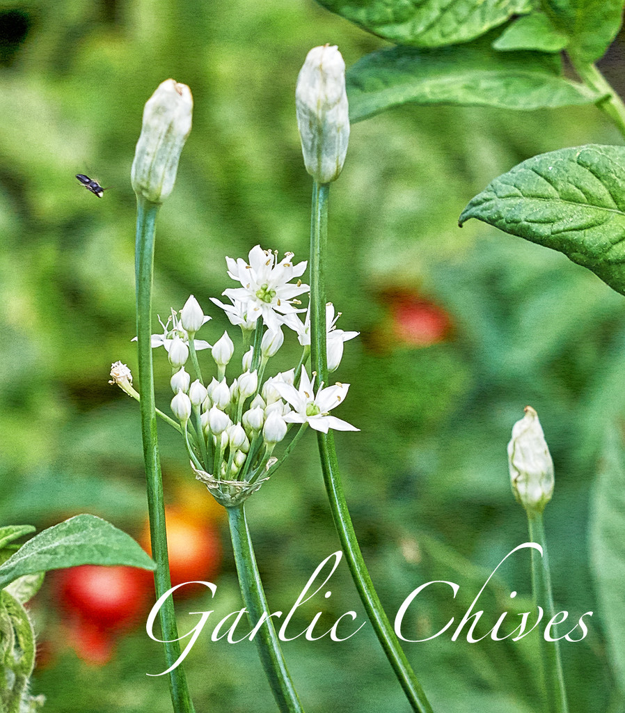 Garlic Chives by gardencat