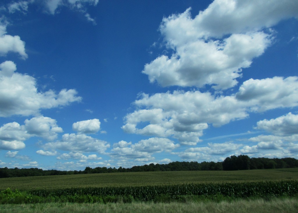 Indiana corn and clouds by tunia