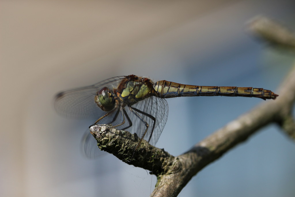 Dragonfly 4 by pyrrhula