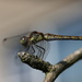 Dragonfly 4 by pyrrhula