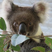 Greta's progress by koalagardens