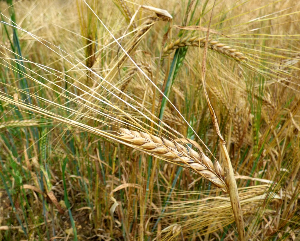 Ripening barley by julienne1