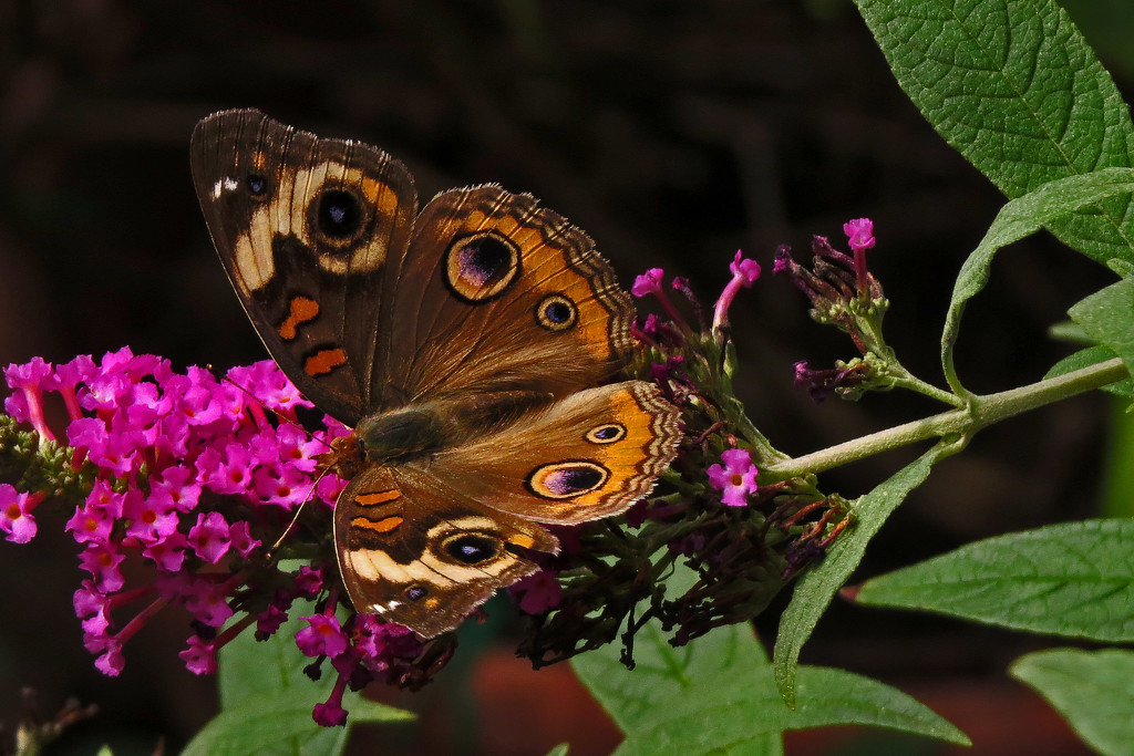 Stretching Those WIngs by milaniet