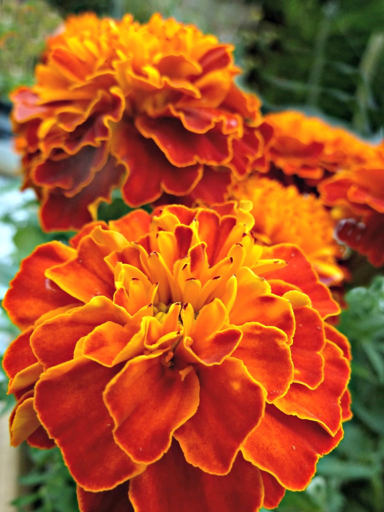 French Marigold. by wendyfrost