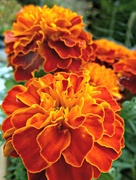 22nd Aug 2016 - French Marigold.
