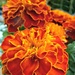French Marigold. by wendyfrost