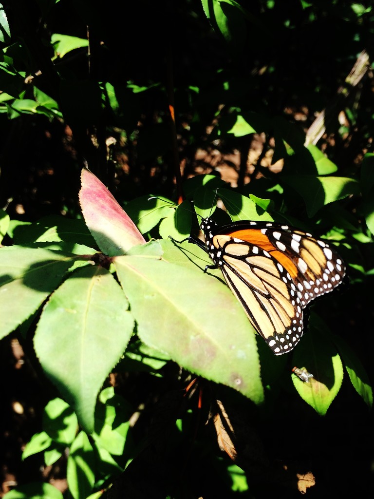Monarch Butterfly by bjchipman