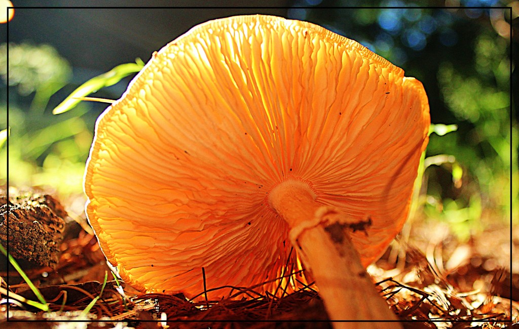 Backlit Mushroom by olivetreeann