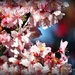 cherry blossom by yorkshirekiwi