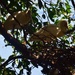 Spoonbill Nest ~ by happysnaps
