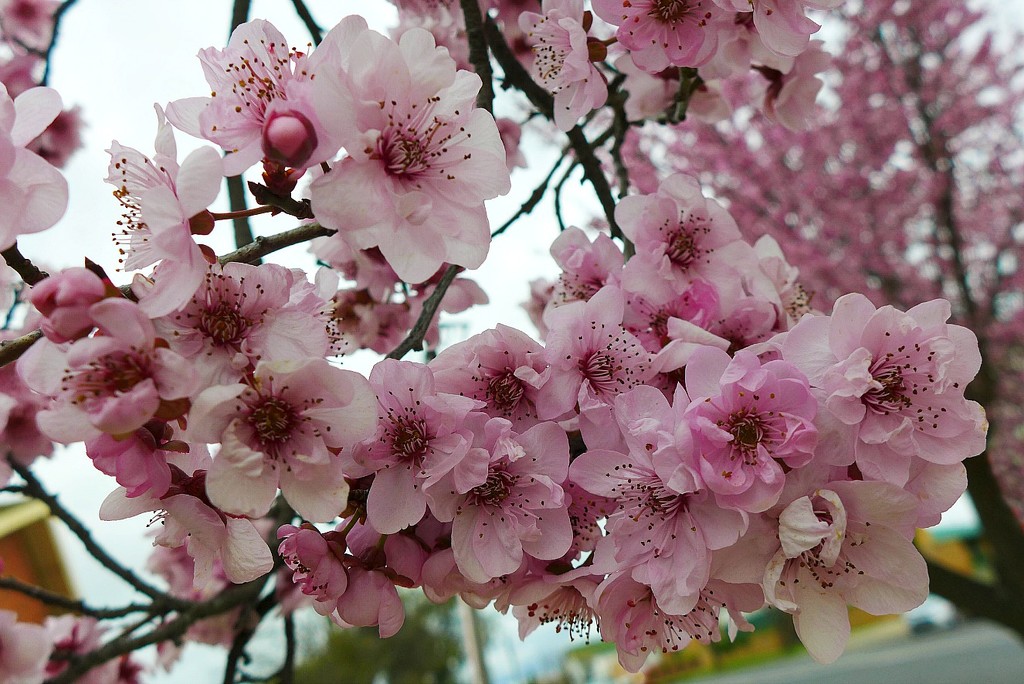 Spring blossoms by leggzy