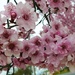 Spring blossoms by leggzy