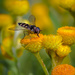 Hover fly, not hovering by jodies