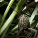Grasshopper Suave by evalieutionspics