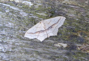23rd Aug 2016 - Moths of Brittany 16.Small Blood vein