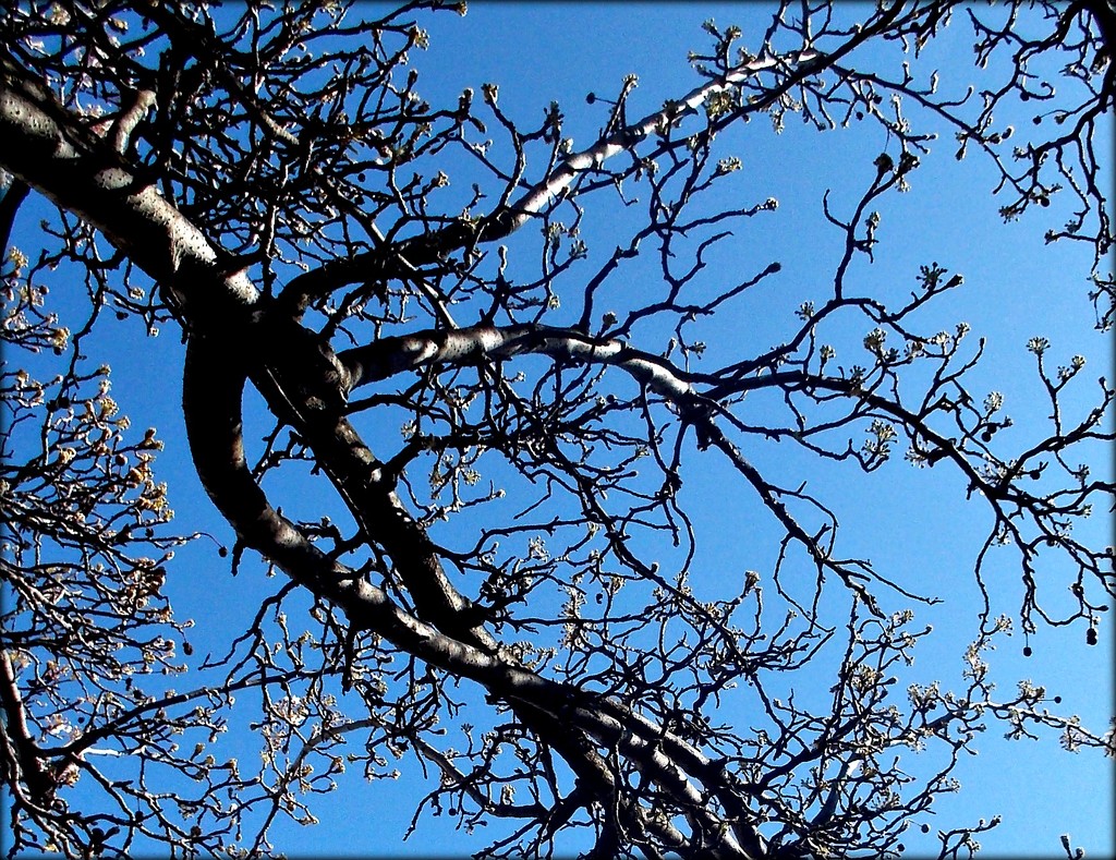 buds against the blue sky by cruiser
