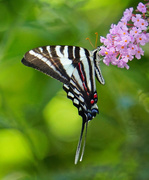 20th Aug 2016 - Zebra Swallowtail