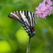 Zebra Swallowtail by annepann