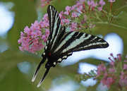 21st Aug 2016 - Zebra Swallowtail