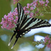 Zebra Swallowtail by annepann