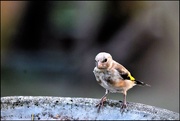 23rd Aug 2016 - Juvenile goldfinch