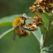 BEE & BUDDLEIA - TWO by markp