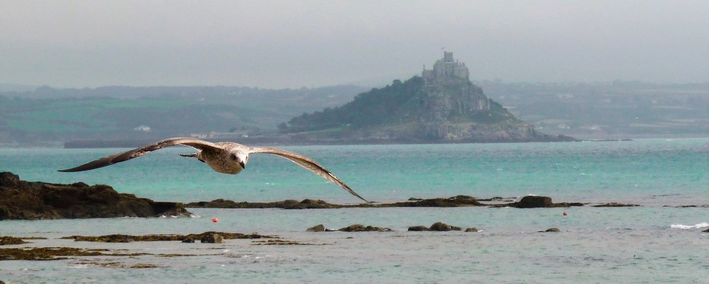 St Micheal's Mount and a seagull by rubyshepherd