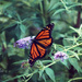 0821_6809 Butterfly by pennyrae