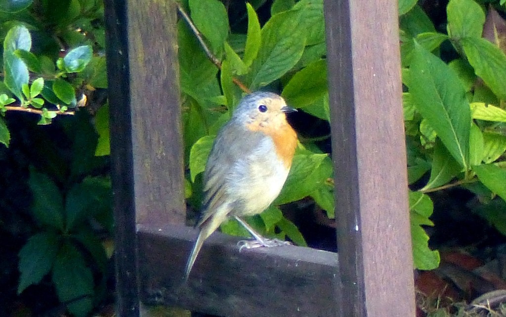 Robin on the Bench by foxes37