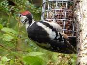 22nd Aug 2015 - Greater Spotted Woodpecker (juvenile)