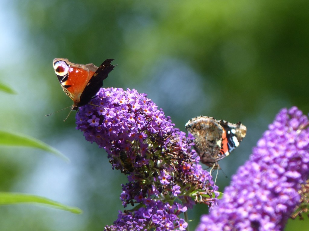 Peacock and Red Admiral on Buddleia  by susiemc