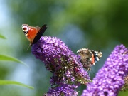 23rd Aug 2016 - Peacock and Red Admiral on Buddleia 