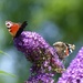 Peacock and Red Admiral on Buddleia  by susiemc