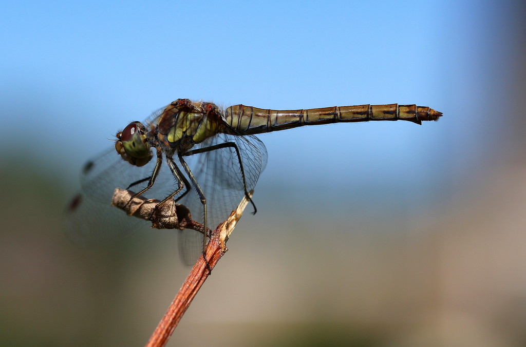 Dragonfly 5 by pyrrhula