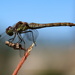 Dragonfly 5 by pyrrhula
