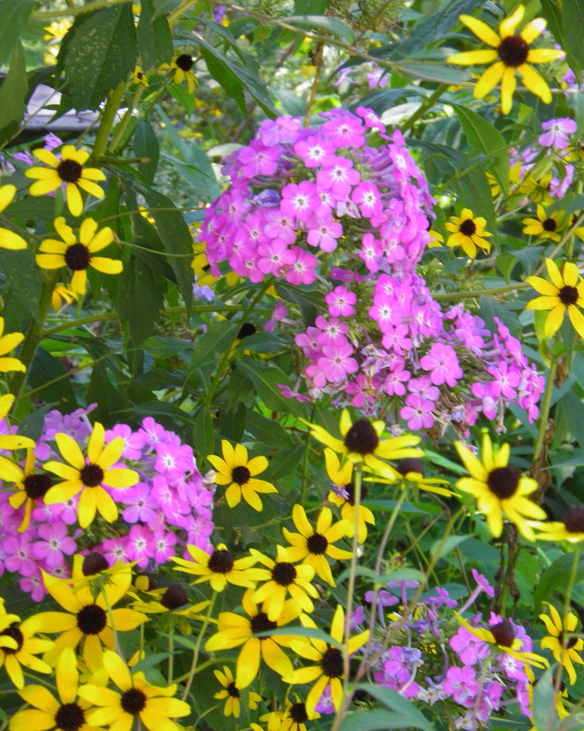 Phlox and Susans by daisymiller