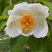 Sweetbay Magnolia by loweygrace